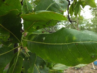 Buchanania axillaris, photographed by Siddarth Machado