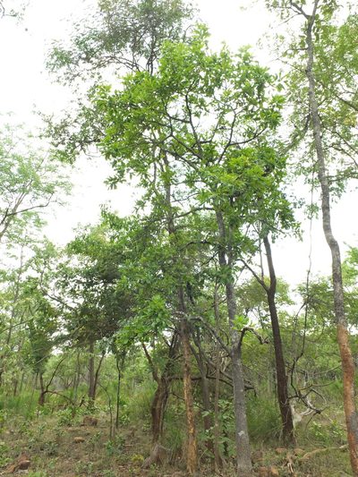 Buchanania axillaris, photographed by Siddarth Machado
