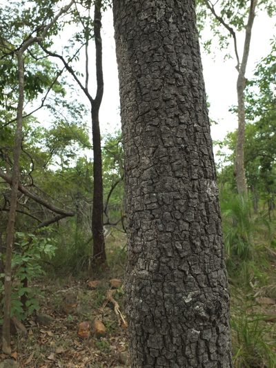 Buchanania axillaris, photographed by Siddarth Machado