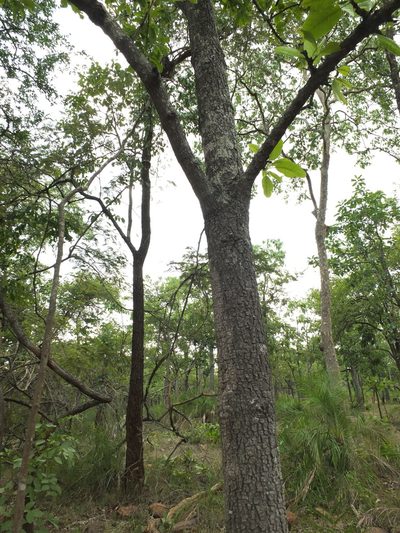 Buchanania axillaris, photographed by Siddarth Machado