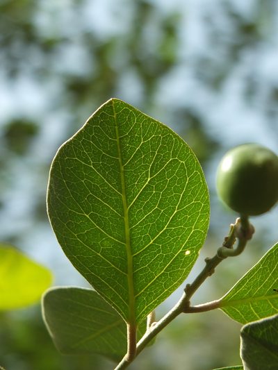 Capparis grandis, photographed by Siddarth Machado
