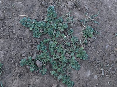 Coldenia procumbens, photographed by Siddarth Machado