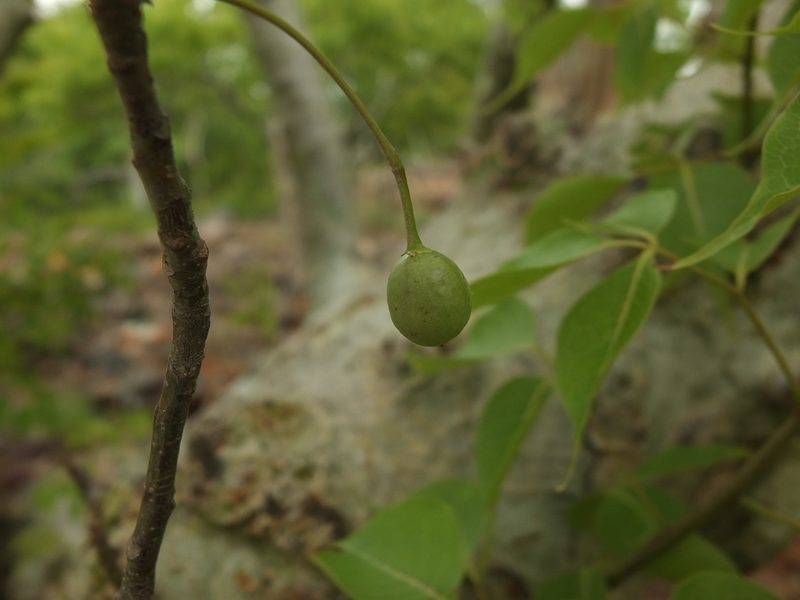 Commiphora caudata, photographed by Siddarth Machado