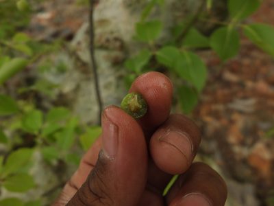 Commiphora caudata, photographed by Siddarth Machado