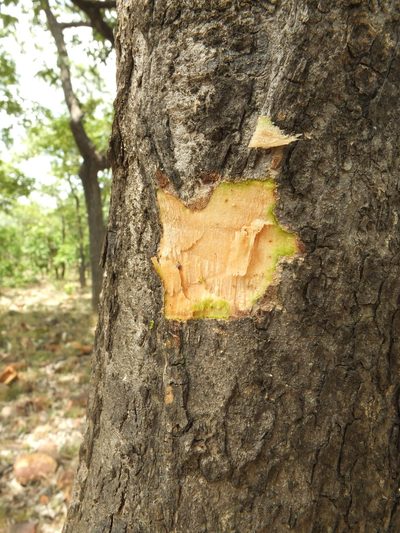 Dolichandrone atrovirens, photographed by Siddarth Machado