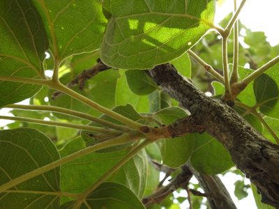 Dolichandrone atrovirens, photographed by Siddarth Machado