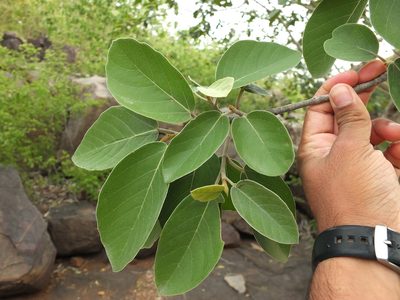 Ficus mollis, photographed by Siddarth Machado