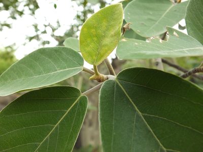 Ficus mollis, photographed by Siddarth Machado