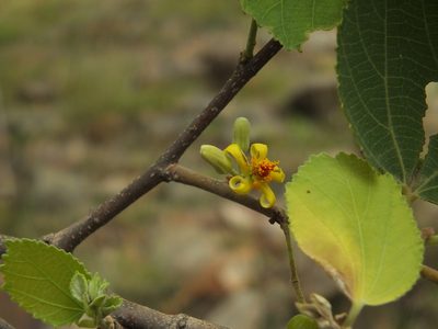Grewia orbiculata, photographed by Siddarth Machado
