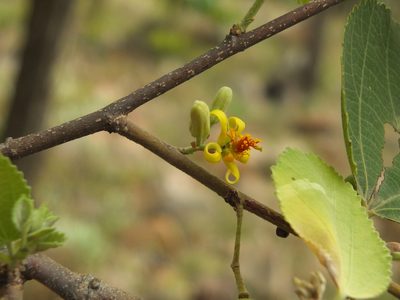 Grewia orbiculata, photographed by Siddarth Machado
