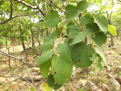 Grewia orbiculata, photographed by Siddarth Machado