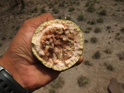 Limonia acidissima, photographed by Siddarth Machado
