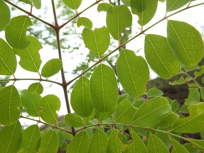 Moringa concanensis, photographed by Siddarth Machado