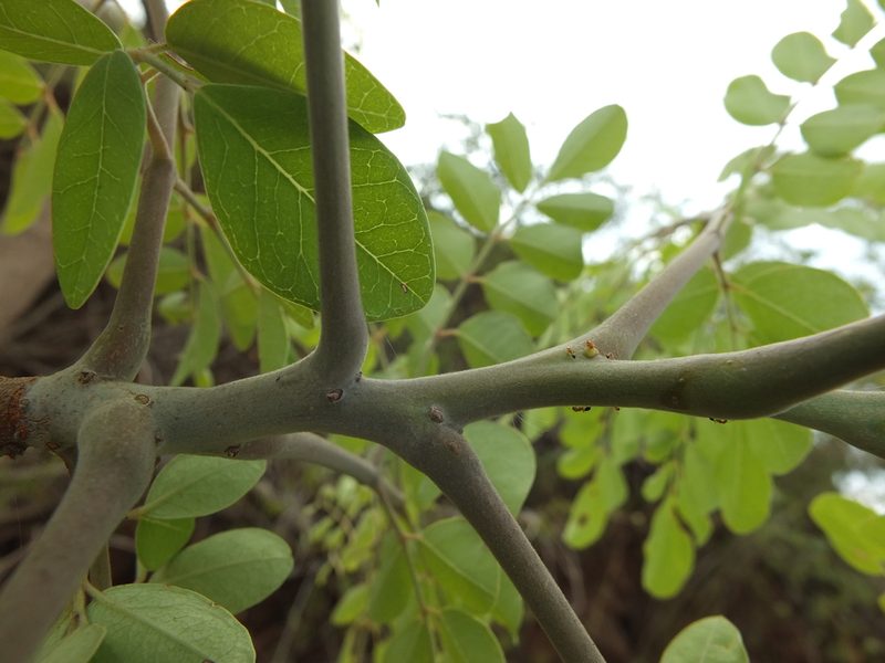 Moringa concanensis, photographed by Siddarth Machado