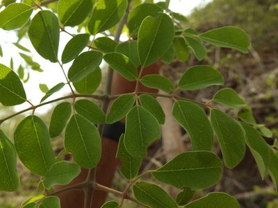 Moringa concanensis, photographed by Siddarth Machado