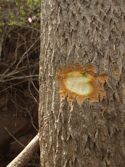 Moringa concanensis, photographed by Siddarth Machado