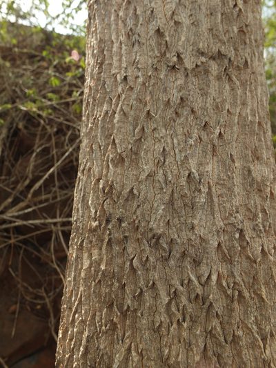Moringa concanensis, photographed by Siddarth Machado