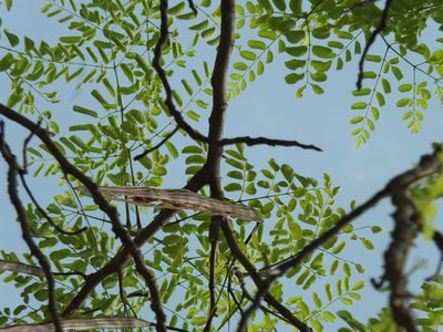 Moringa concanensis, photographed by Siddarth Machado