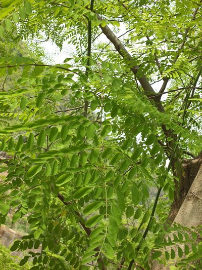 Moringa concanensis, photographed by Siddarth Machado