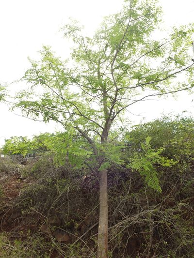 Moringa concanensis, photographed by Siddarth Machado