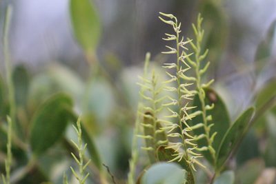 Stelis sclerophylla, photographed by GERMAN LEONEL SARMIENTO CRUZ