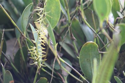 Stelis sclerophylla, photographed by GERMAN LEONEL SARMIENTO CRUZ