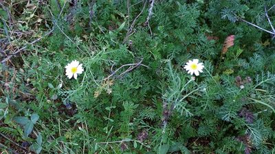 Anthemis arvensis, photographed by Markus Krieger