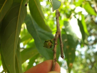 Huberantha cerasoides, photographed by Siddarth Machado