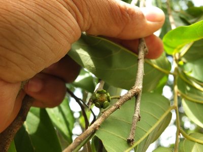 Huberantha cerasoides, photographed by Siddarth Machado