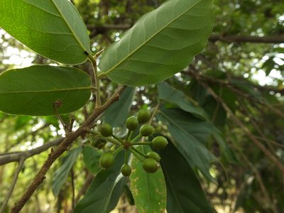 Huberantha cerasoides, photographed by Siddarth Machado