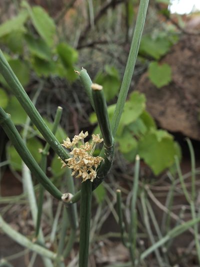 Cynanchum acidum, photographed by Siddarth Machado