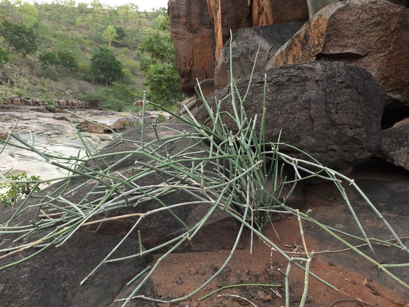 Cynanchum acidum, photographed by Siddarth Machado