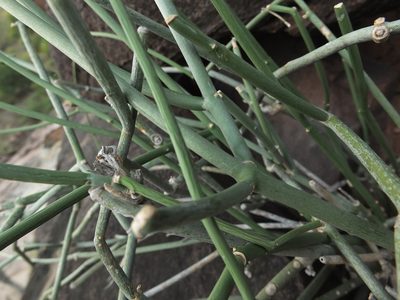 Cynanchum acidum, photographed by Siddarth Machado