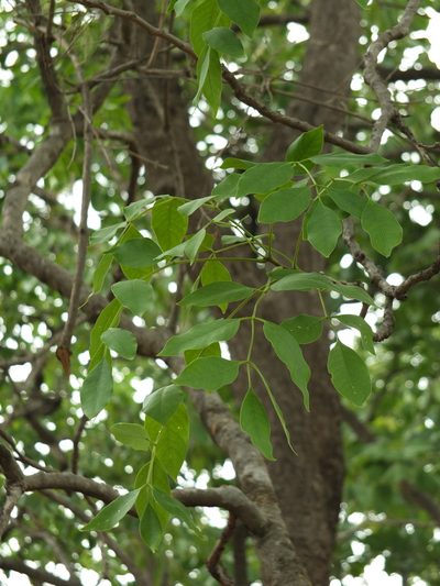 Schrebera swietenioides, photographed by Siddarth Machado