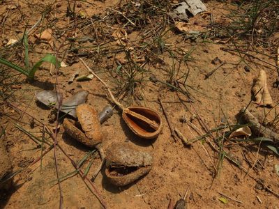 Schrebera swietenioides, photographed by Siddarth Machado