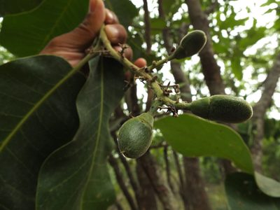 Semecarpus anacardium, photographed by Siddarth Machado