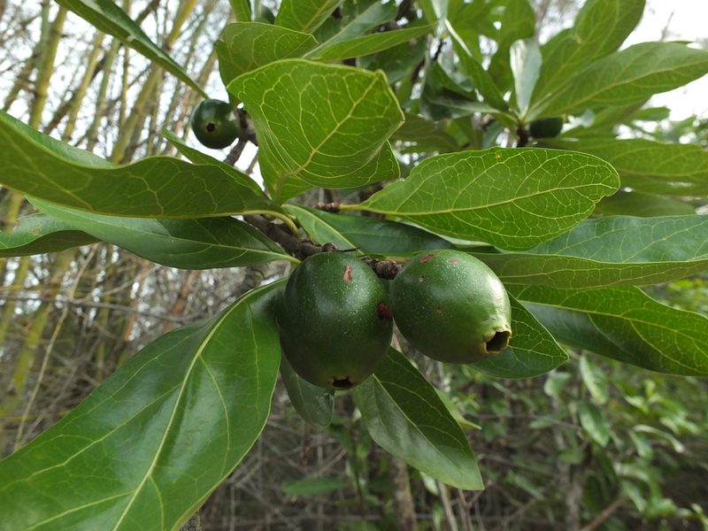 Tamilnadia uliginosa, photographed by Siddarth Machado