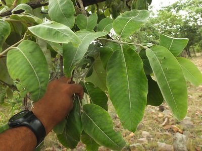 Terminalia elliptica, photographed by Siddarth Machado