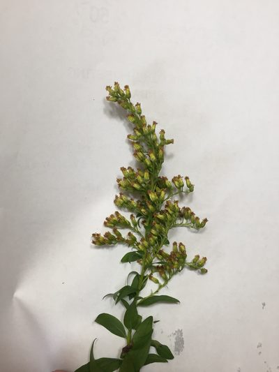 Solidago latissimifolia, photographed by Alan Kneidel