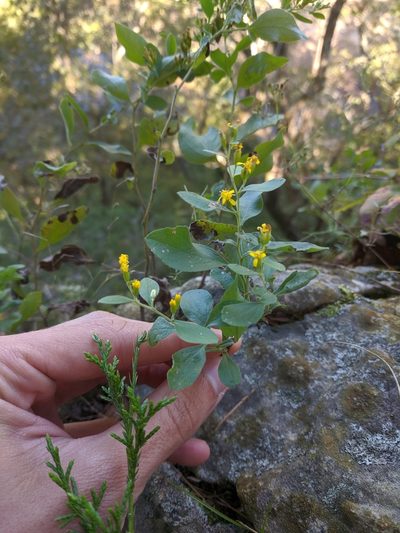 Solidago drummondii, photographed by Nathan Aaron