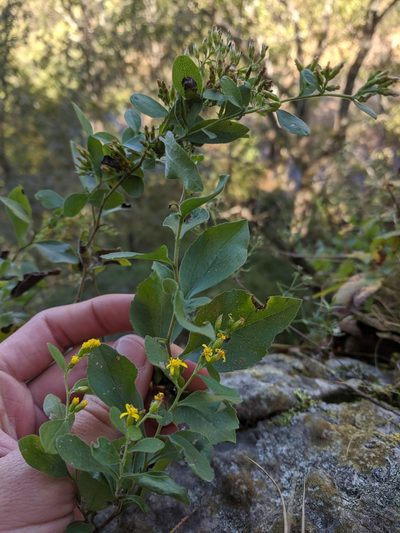 Solidago drummondii, photographed by Nathan Aaron