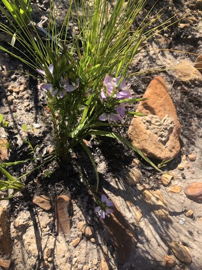 Polygala langebergensis, photographed by Dave U