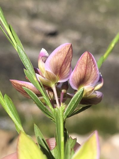 Polygala langebergensis, photographed by Dave U