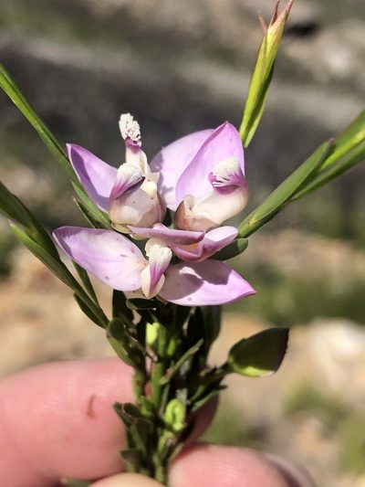 Polygala langebergensis, photographed by Dave U
