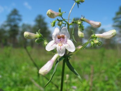 Penstemon laevigatus, photographed by Curtis Hansen