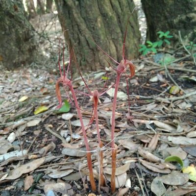 Arachnitis uniflora, photographed by Cristian Riquelme