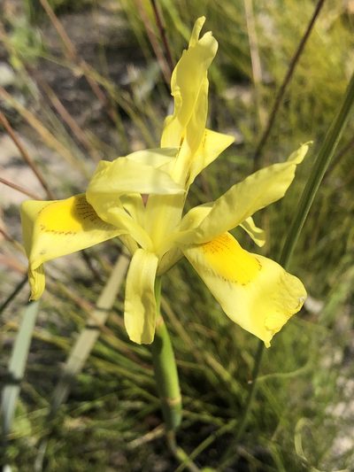 Moraea anomala, photographed by Dave U