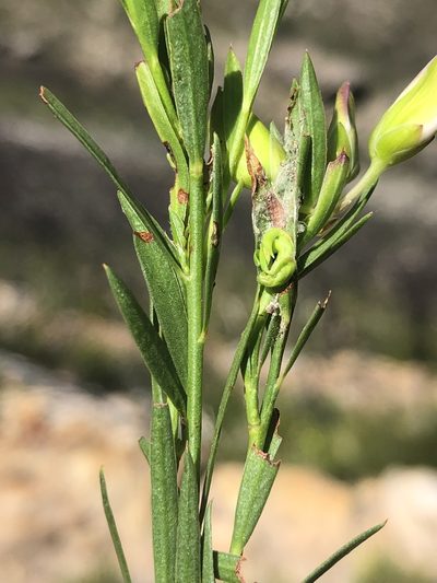 Polygala langebergensis, photographed by Dave U