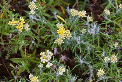 Nidorella foetida, photographed by nevwright