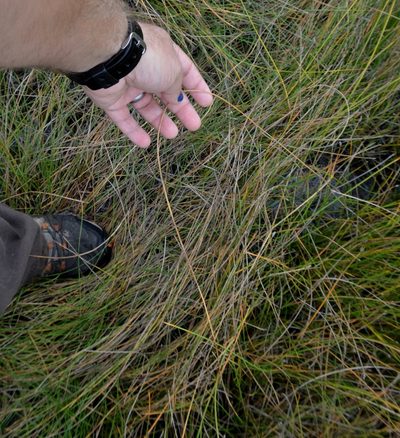 Eleocharis rostellata, photographed by Evan Barker